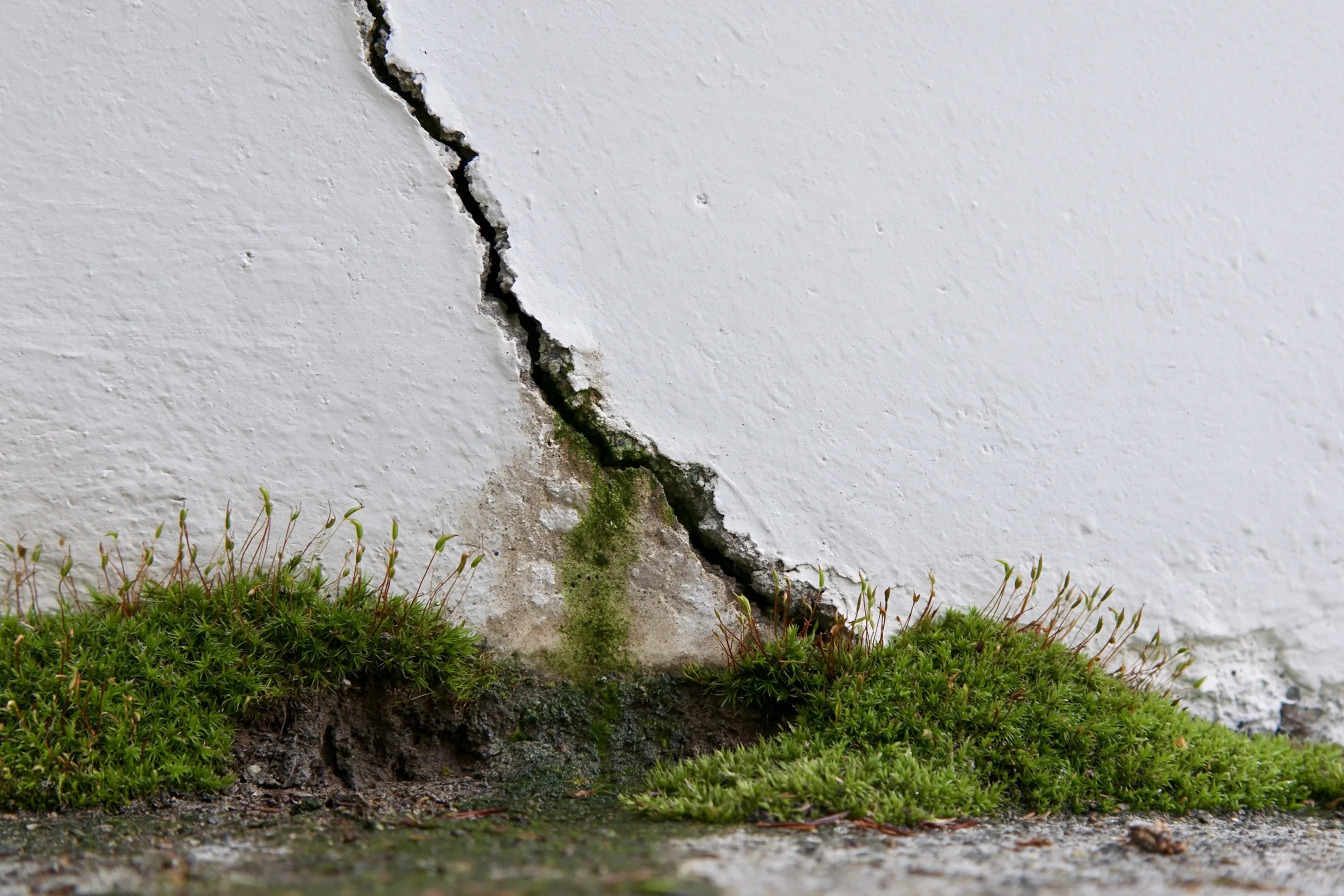 Close-up of a diagonal crack in a painted poured-concrete foundation wall with moss at the soil line and a damp stain below the crack